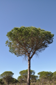 Dennenbomen in Andalusië