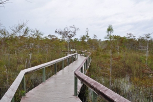 Everglades - Gumbo Limbo Trail