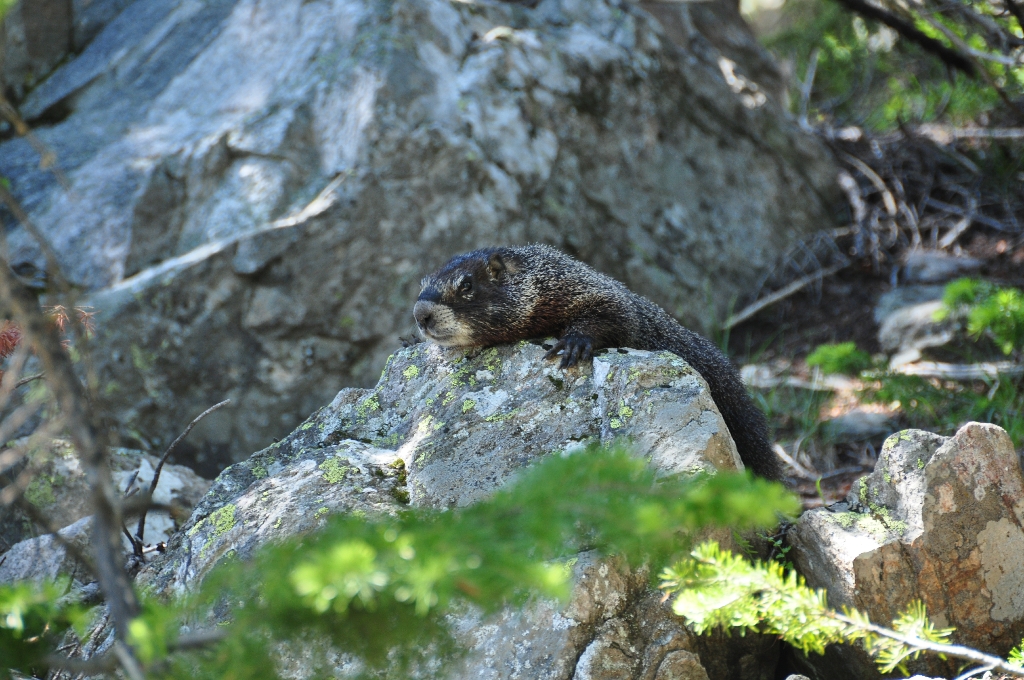 Marmot bij Jenny Lake